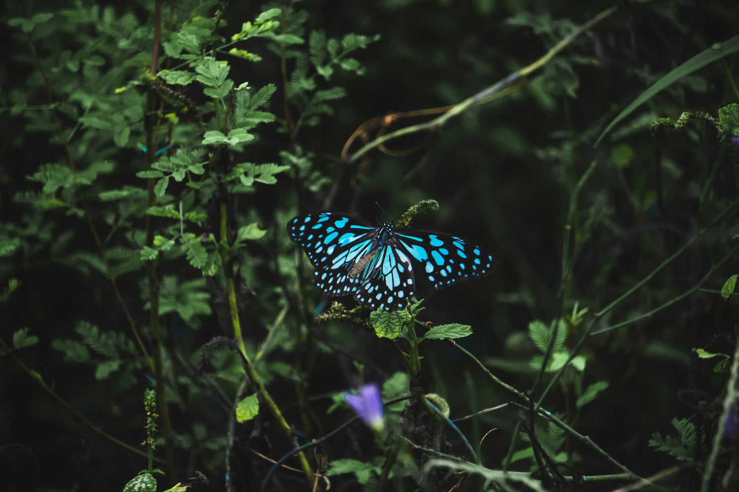 Wild & Wonderful