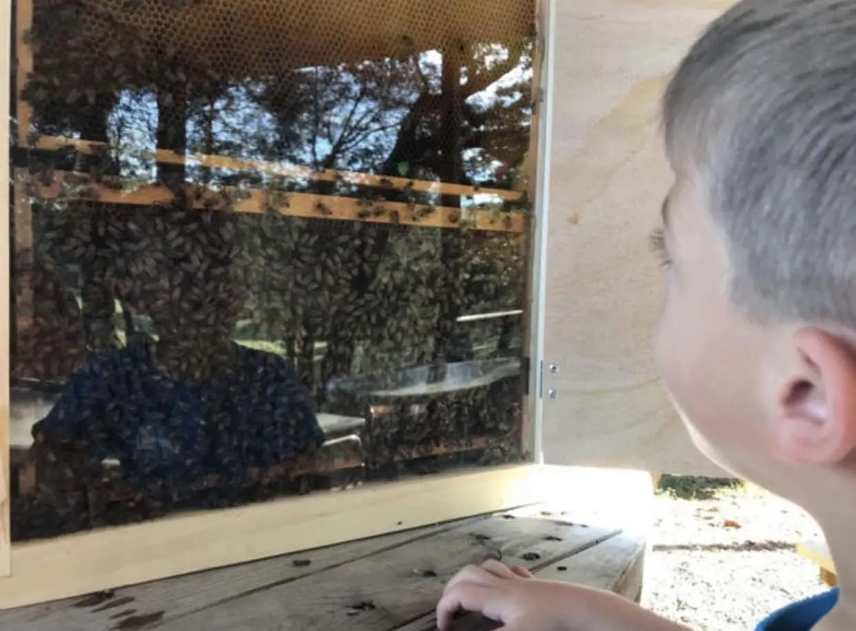 Hign-concerned Observation Beehive With Plexiglass Doors